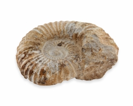 Amonit fosil Atlas 110 x 150 mm