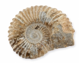 Natural fossil Ammonite 150 x 110 mm