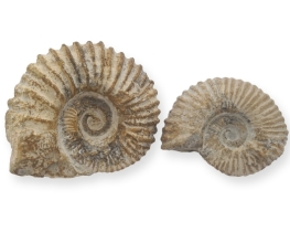 Amonit Fosil Atlas 110 x 150 mm