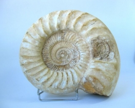 White Ammonite