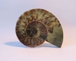 Fossil Ammonite 07