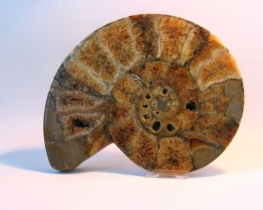 Fossil Ammonite with Septarium