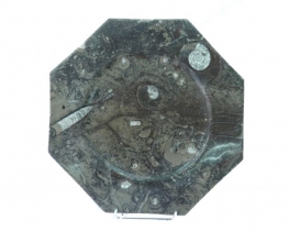 Fossil - Decorative Octagonal