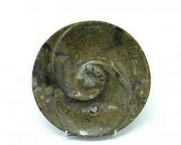 Decorative Plate - Ammonite