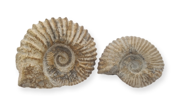 Amonit Fosil Atlas 110 x 150 mm