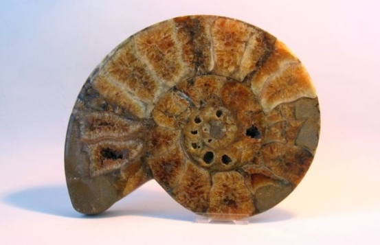 Fosil amonit + septarija